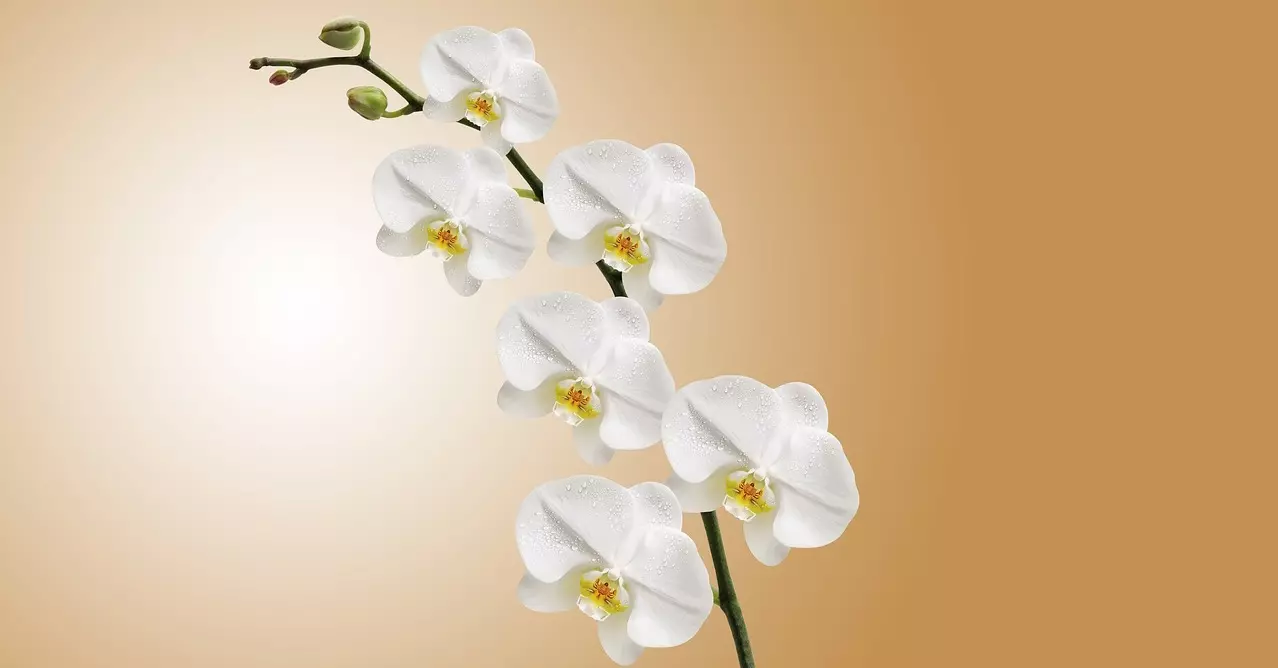 orchideestartseite